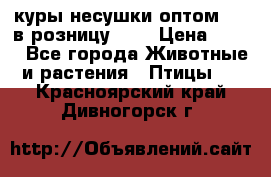 куры несушки.оптом 160 в розницу 200 › Цена ­ 200 - Все города Животные и растения » Птицы   . Красноярский край,Дивногорск г.